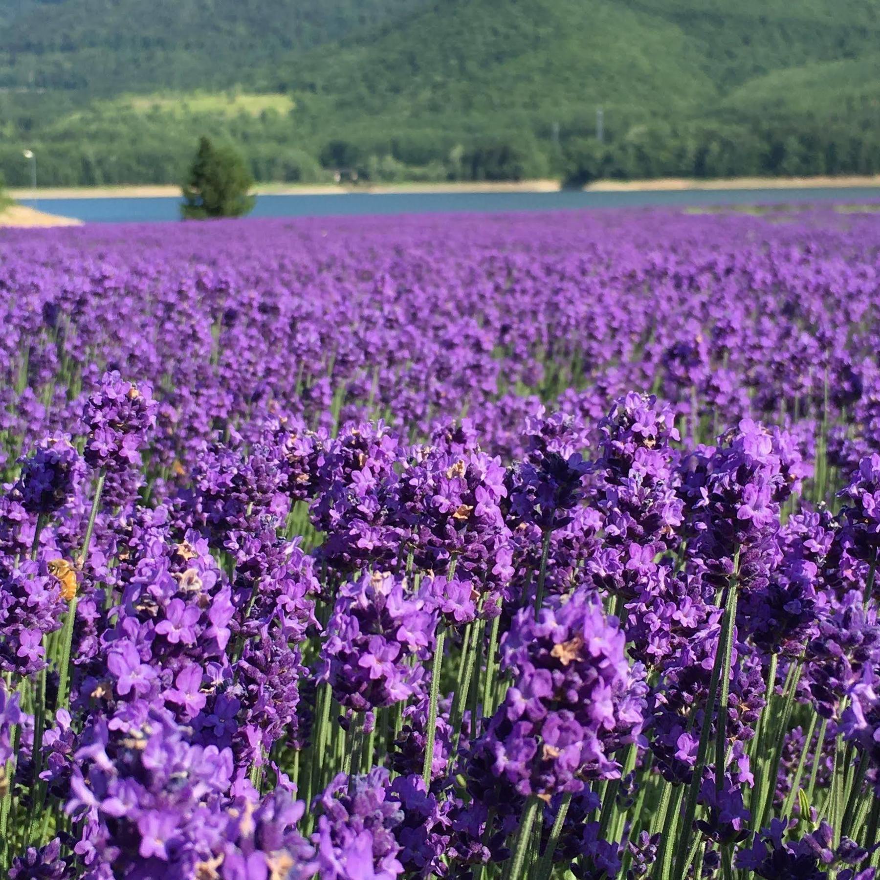 นันปุเต Hotel Minamifurano ภายนอก รูปภาพ
